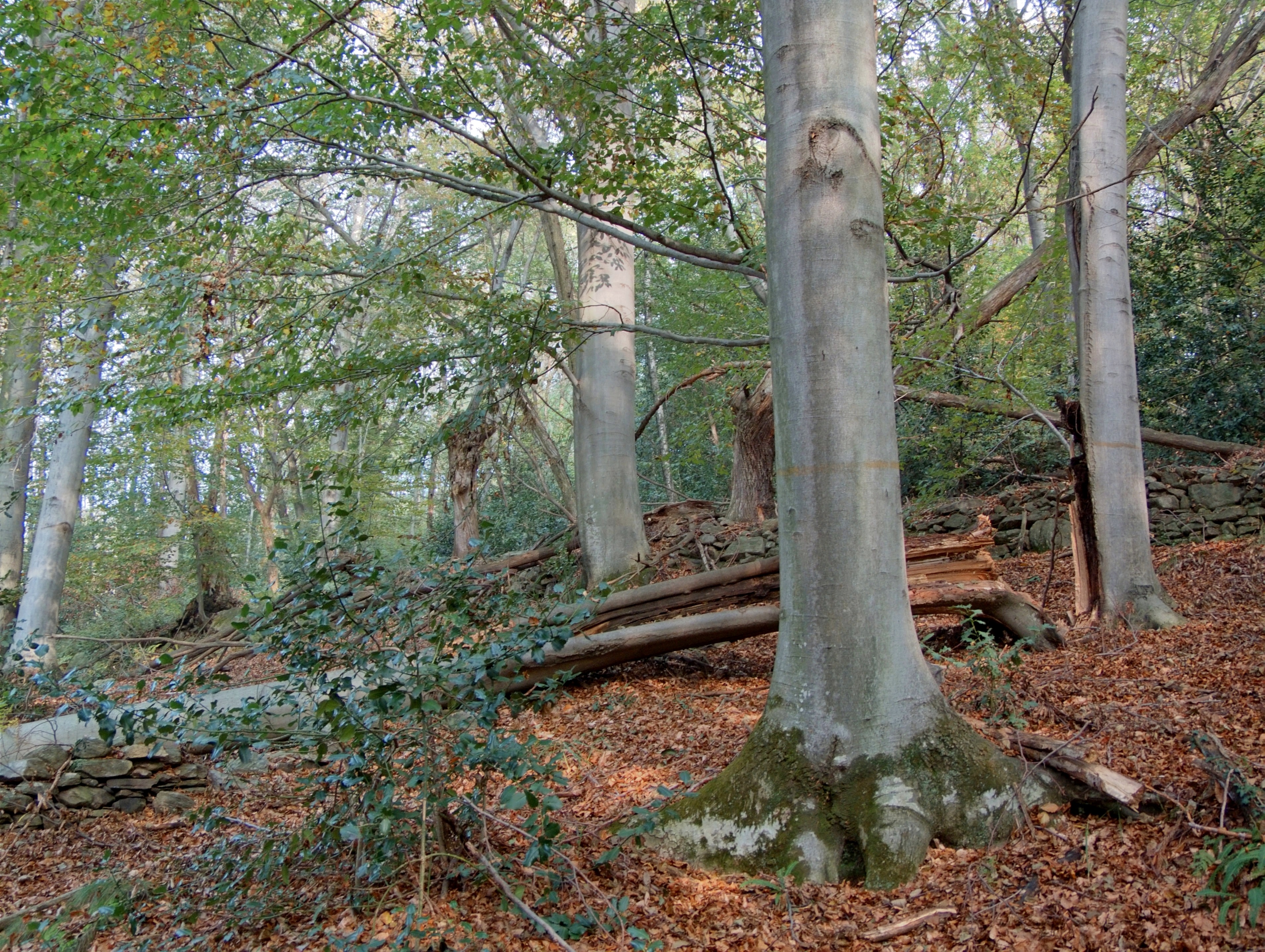 Brovello-Carpugnino (Verbano-Cusio-Ossola, Italy) - Autumn woods